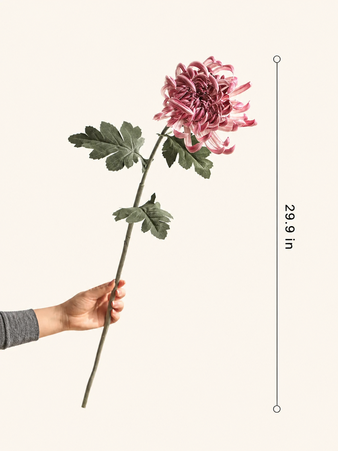 Heirloom Spider Chrysanthemum Stem – 29.9"