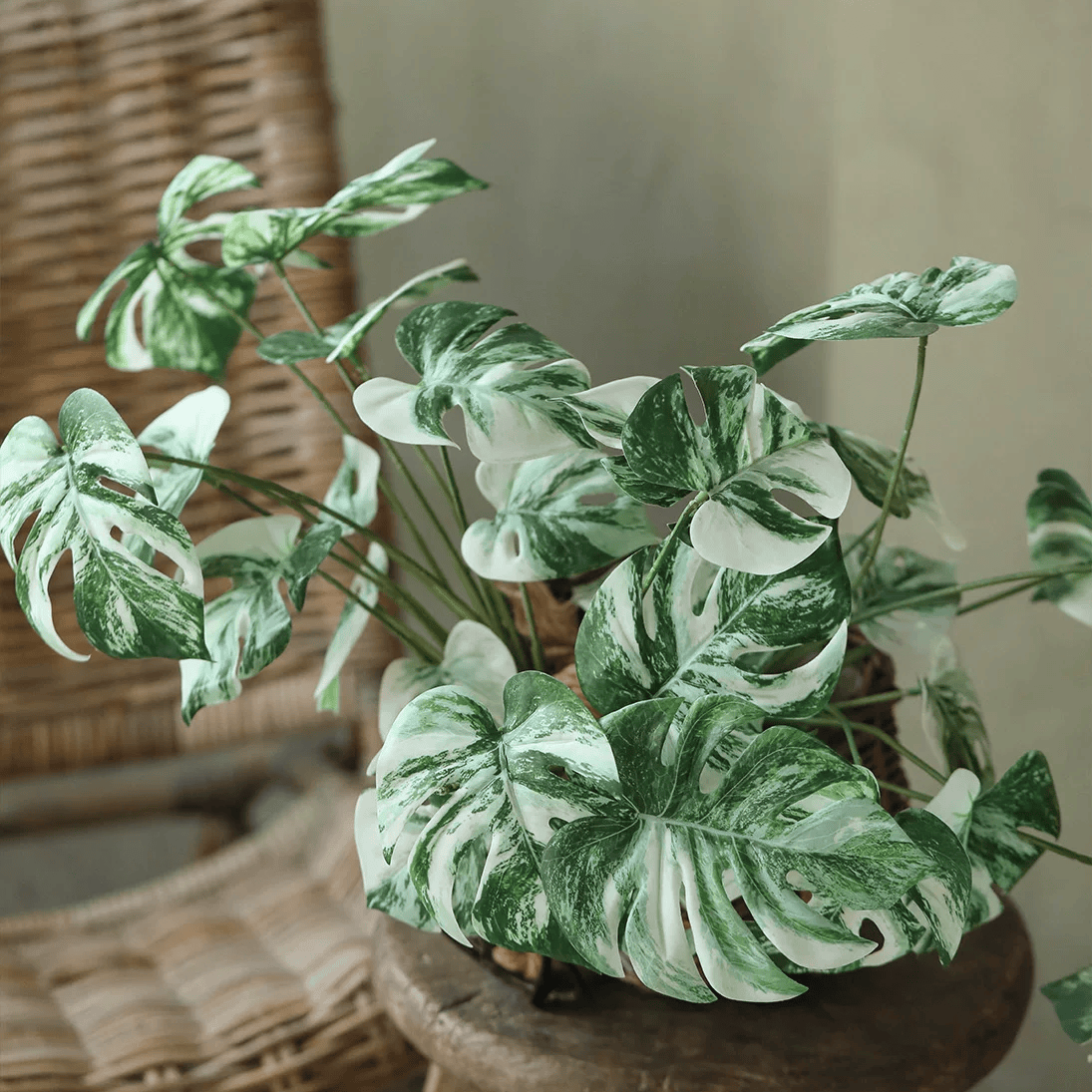 Variegated Monstera Root Pick – 17.3"