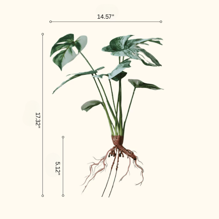 Variegated Monstera Root Pick – 17.3"