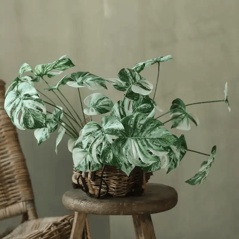Variegated Monstera Root Pick – 17.3"