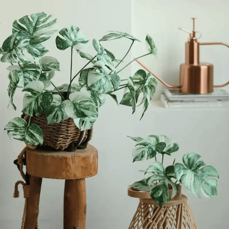 Variegated Monstera Root Pick – 17.3"