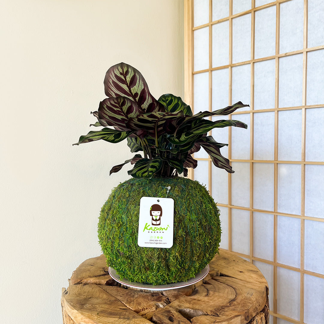Calathea Makoyana | Moss Ball Kokedama
