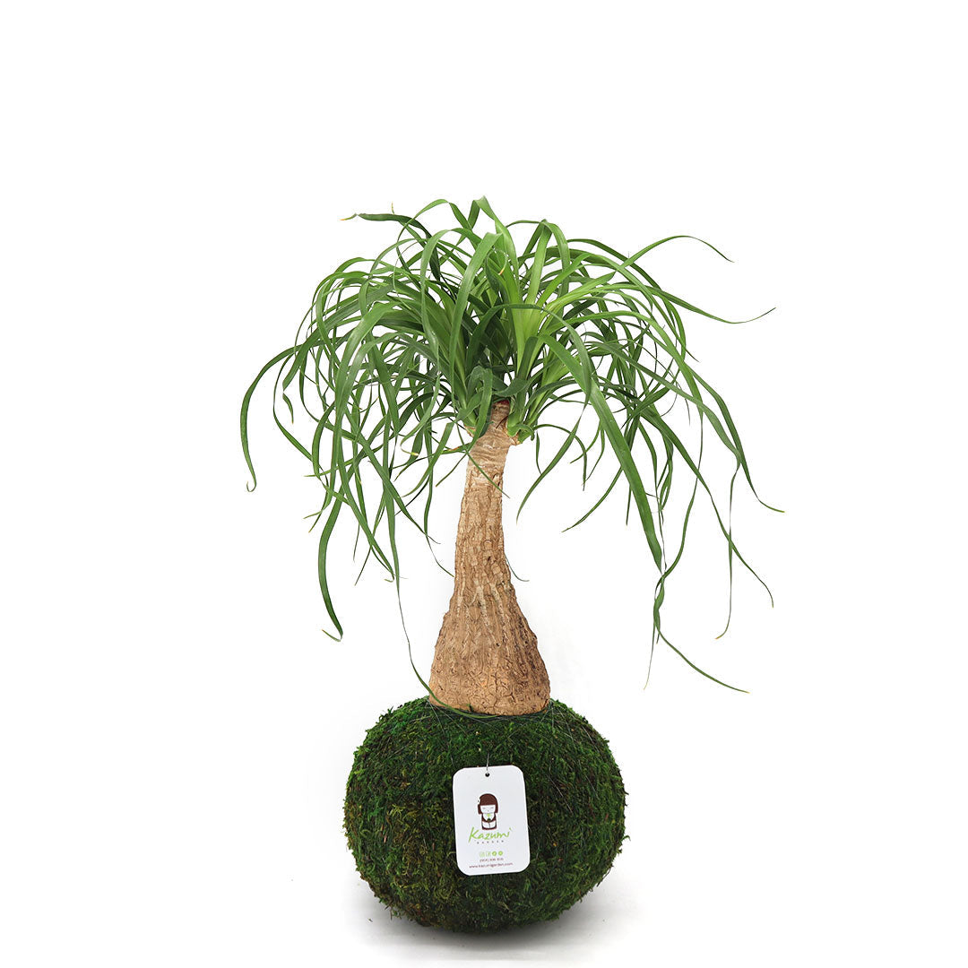 Ponytail Palm | Moss Ball Kokedamas