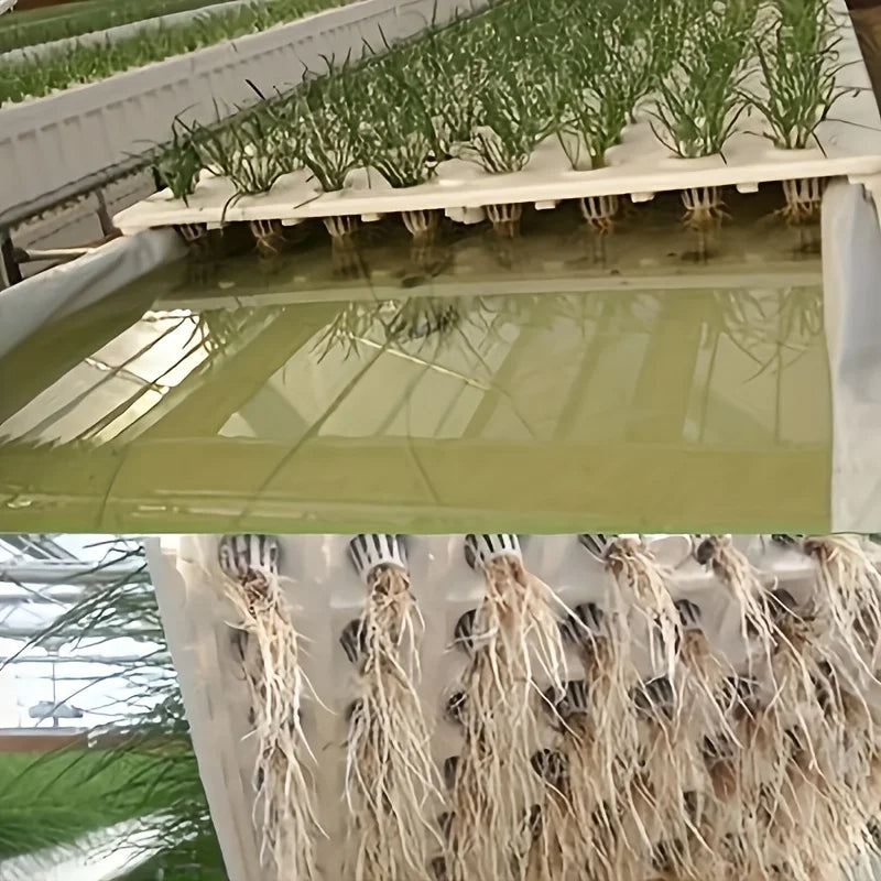 10pcs Hydroponic Seedling Basket Set (Includes 10 Planting Baskets + 10 Seedling Sponges)|Seed Stabilization to Prevent Drifting