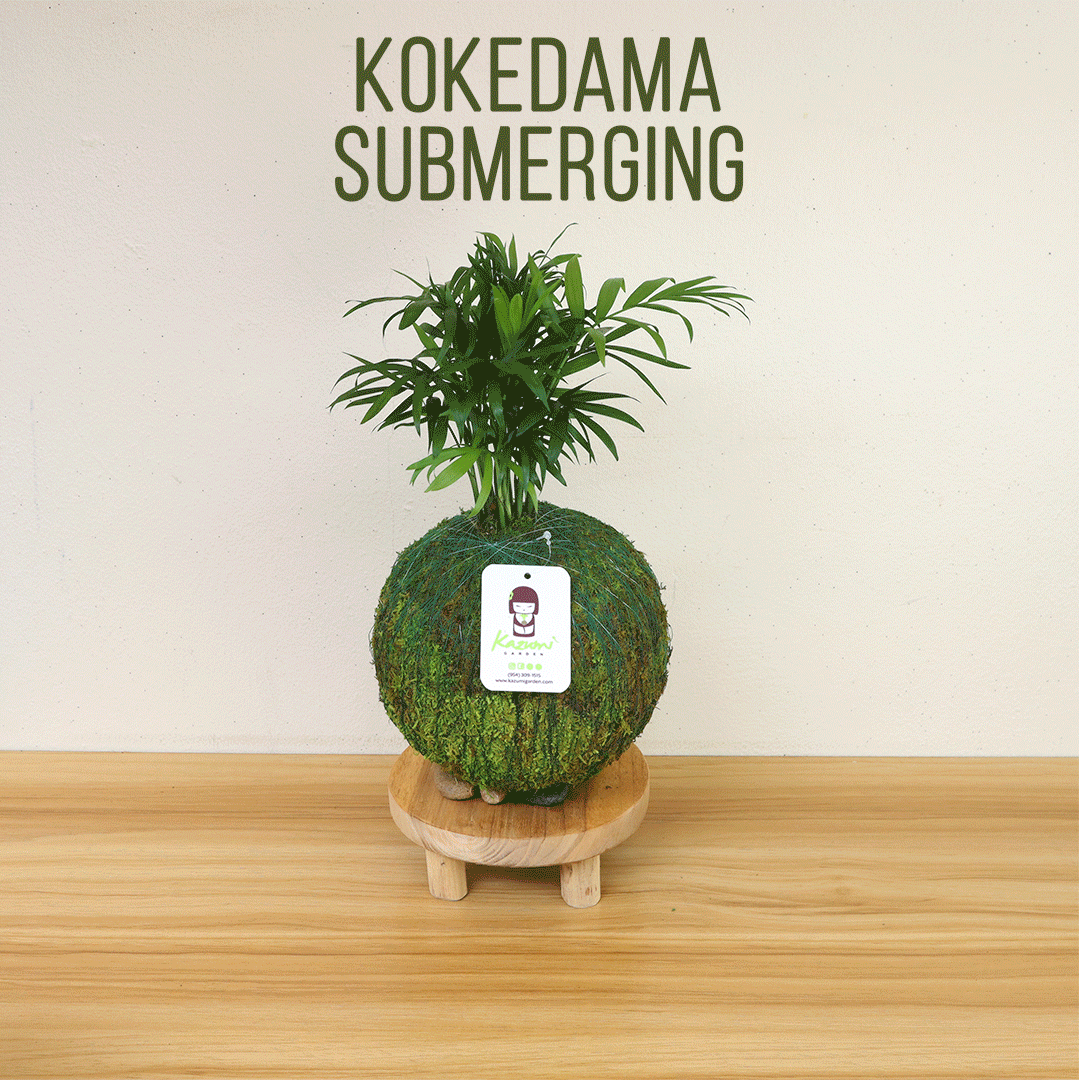 Money Tree | Moss Ball Kokedama