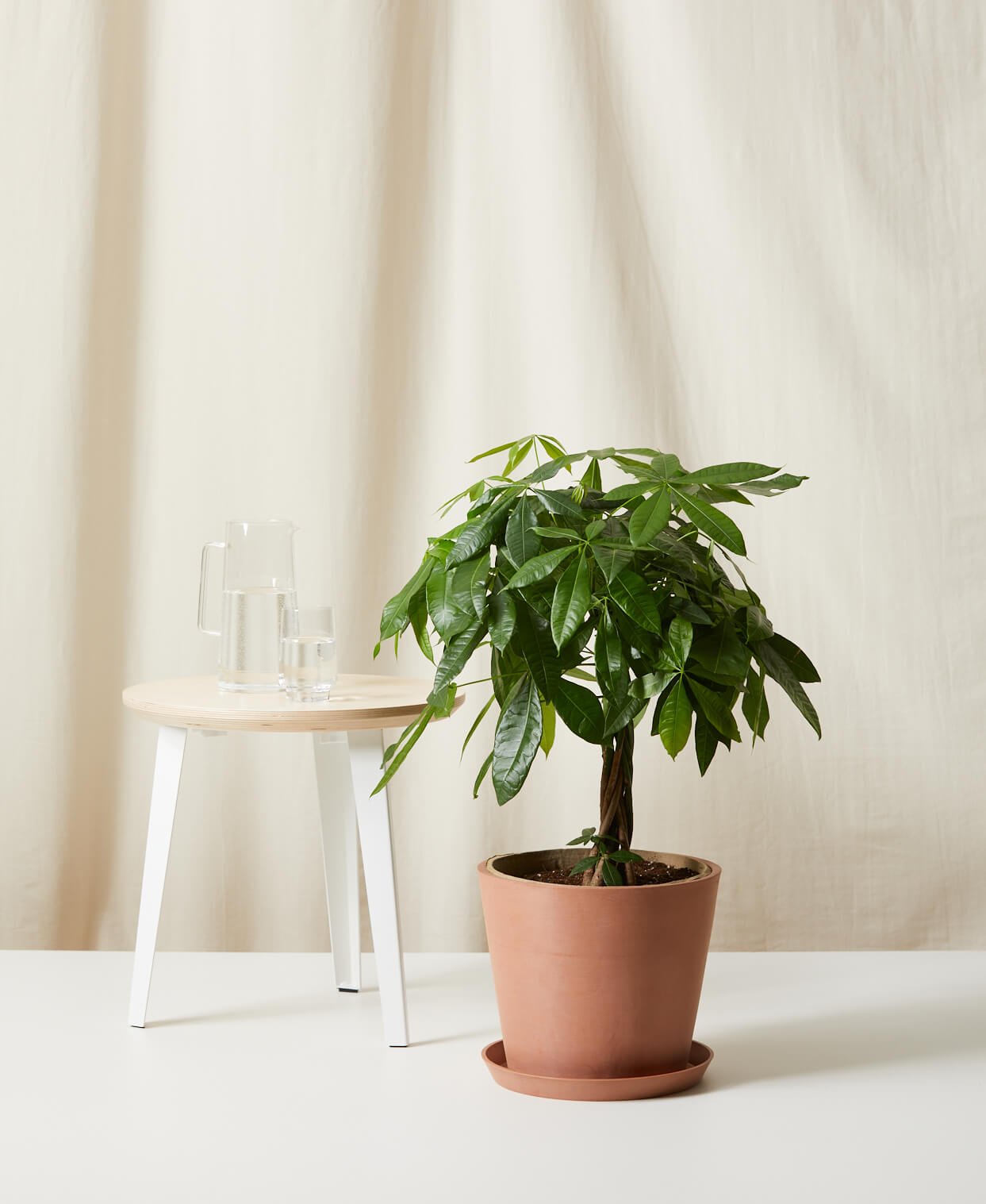 Money Tree
