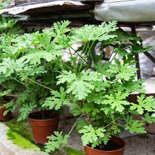 Citronella 16 oz. Tin