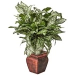 Nearly Natural 6693 Silver Queen With Planter Decorative Silk Plant, Green