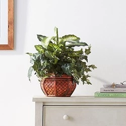 Nearly Natural 6732 Dieffenbachia And Ivy With Decorative Planter, Green