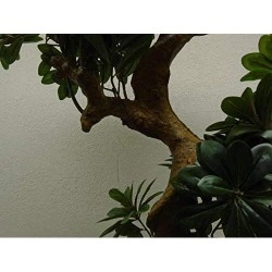 Nearly Natural 5393 Pittispourm Uv Resistant Tree, 5-Feet, Green,59
